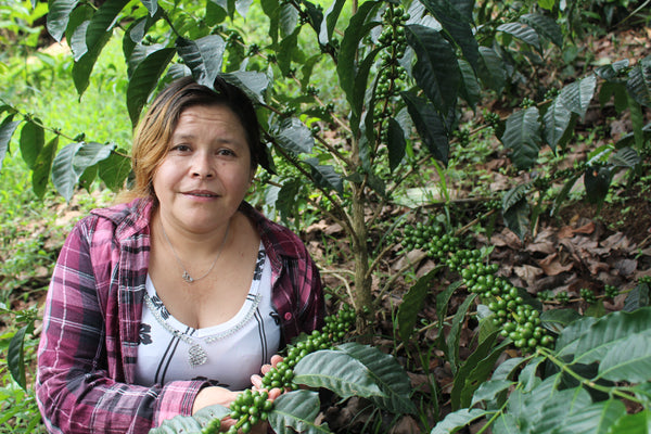 Honduras Rosaura Leva, Lot B